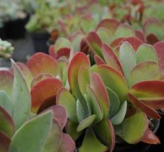 کالانکوئه تیرسیفلورا